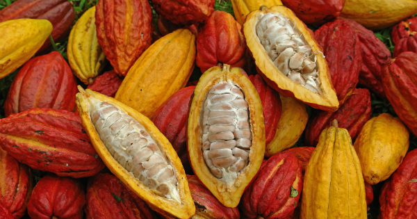 cacao