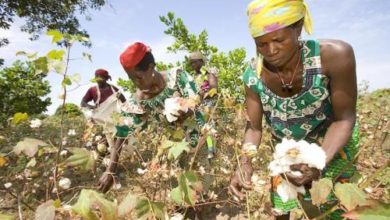 La Sodecoton a fait le pari de mieux encadrer les producteurs.