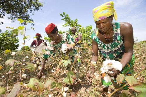 La Sodecoton a fait le pari de mieux encadrer les producteurs.