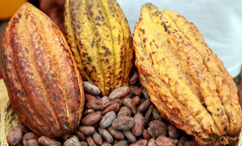 Fèves de cacao séchées