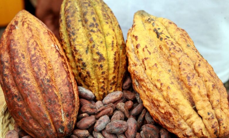 Cacao