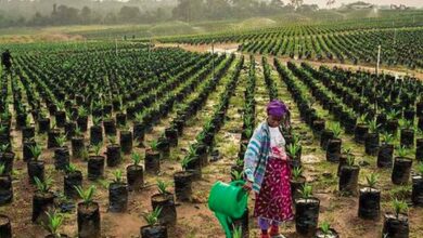 Projet d’agriculture au Cameroun