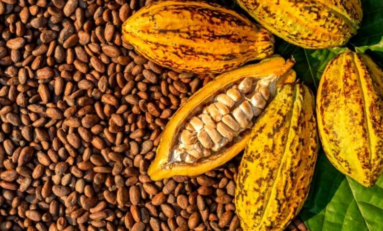 Cacao