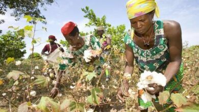 Des productrices de coton