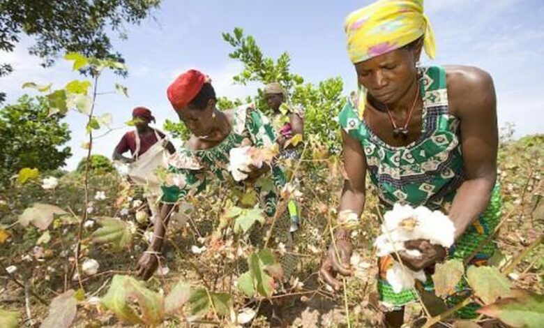 Des productrices de coton