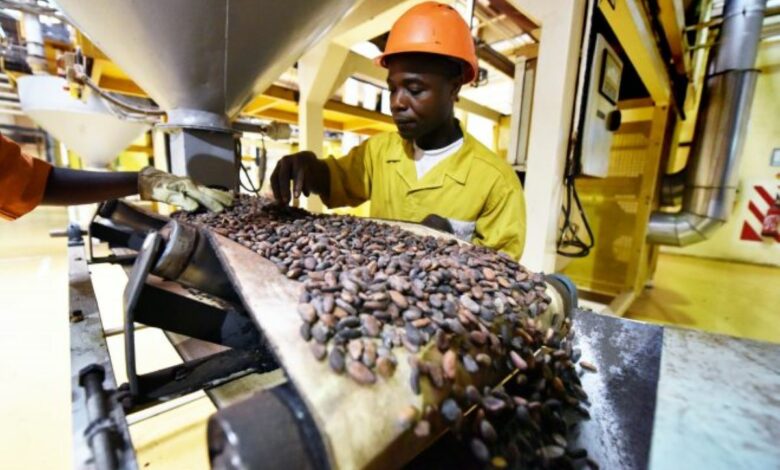 Usine de transformation de cacao