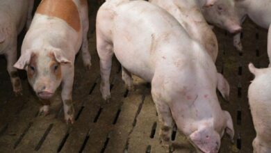 activité porcine dans une ferme locale