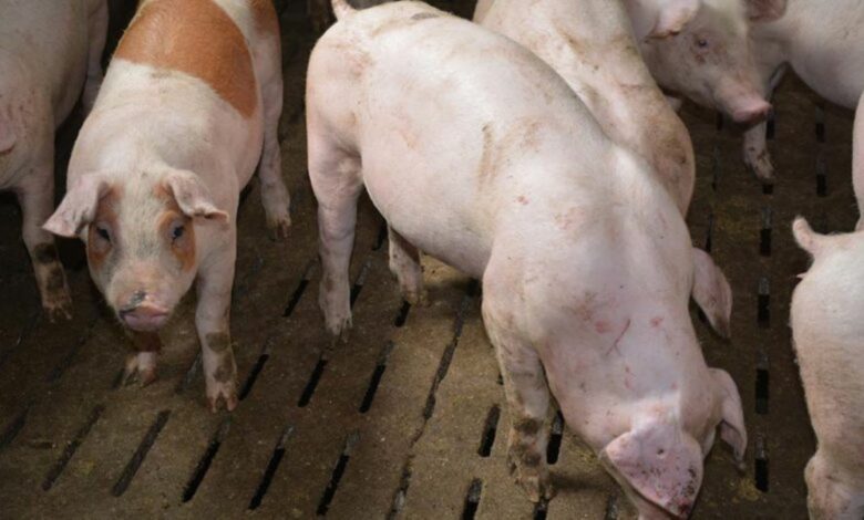 activité porcine dans une ferme locale