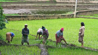 Périmètre hydroagricole et piscicole du Mbéré, région de l’Adamaoua