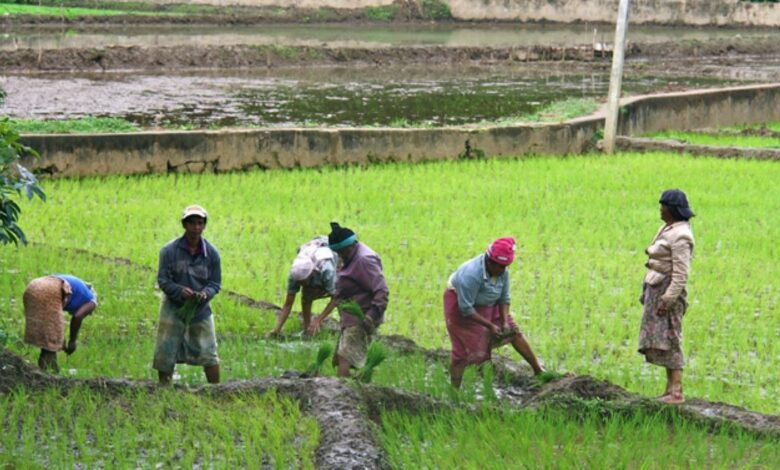 Périmètre hydroagricole et piscicole du Mbéré, région de l’Adamaoua