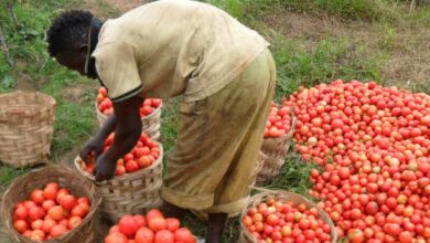 Les produits agricoles